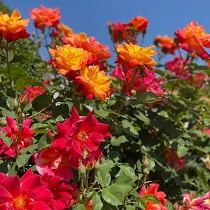 Meet your Posher, Alexa